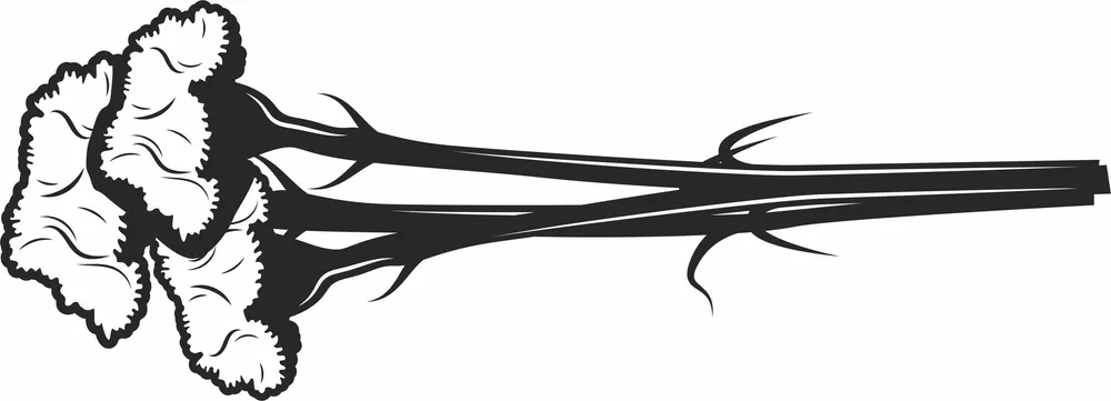 Carnation Clove Flowers Clipart — full DXF linework preview