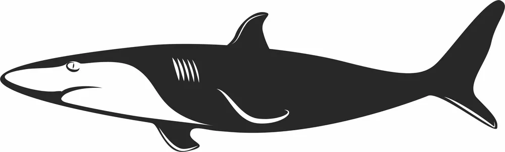 Shark Clipart — full DXF linework preview