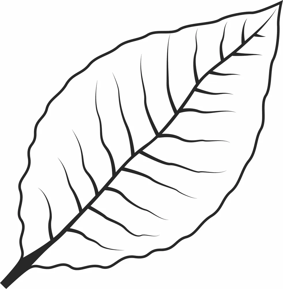 Single Line Leaf Clipart — full DXF linework preview