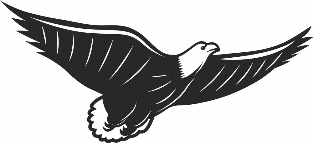 Soaring Bald Eagle Wide Wingspan Flight Silhouette — DXF linework preview
